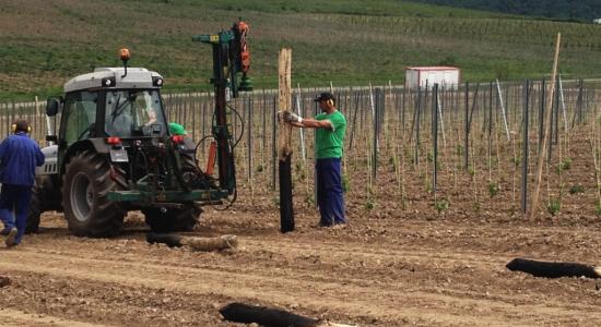 Výsadba vinohradu 2013