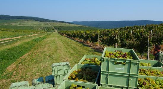 Vinobranie Muškát Žltý 2016