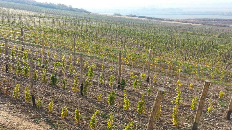 Unikátna pôda pre pestovanie viniča