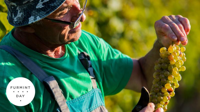 Vedeli ste, že u nás rastie odroda svetového významu? Furmint Day odhalí viac!